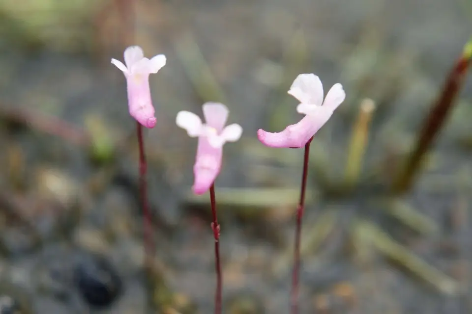 Northeastern Bladderwort (Utricularia resupinata)