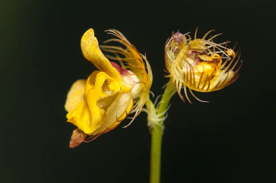 Fringed Bladderwort (Utricularia simulans)