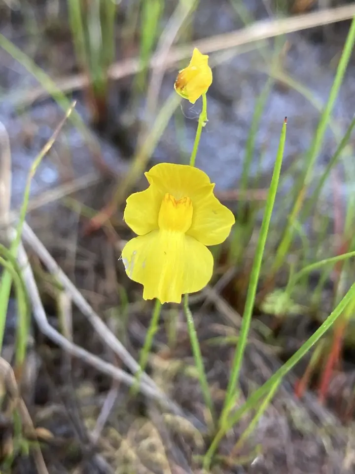 Striped Bladderwort (Utricularia striata)