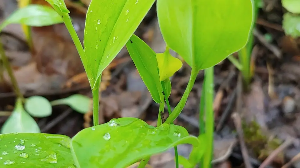 Florida Bellwort (Uvularia floridana)