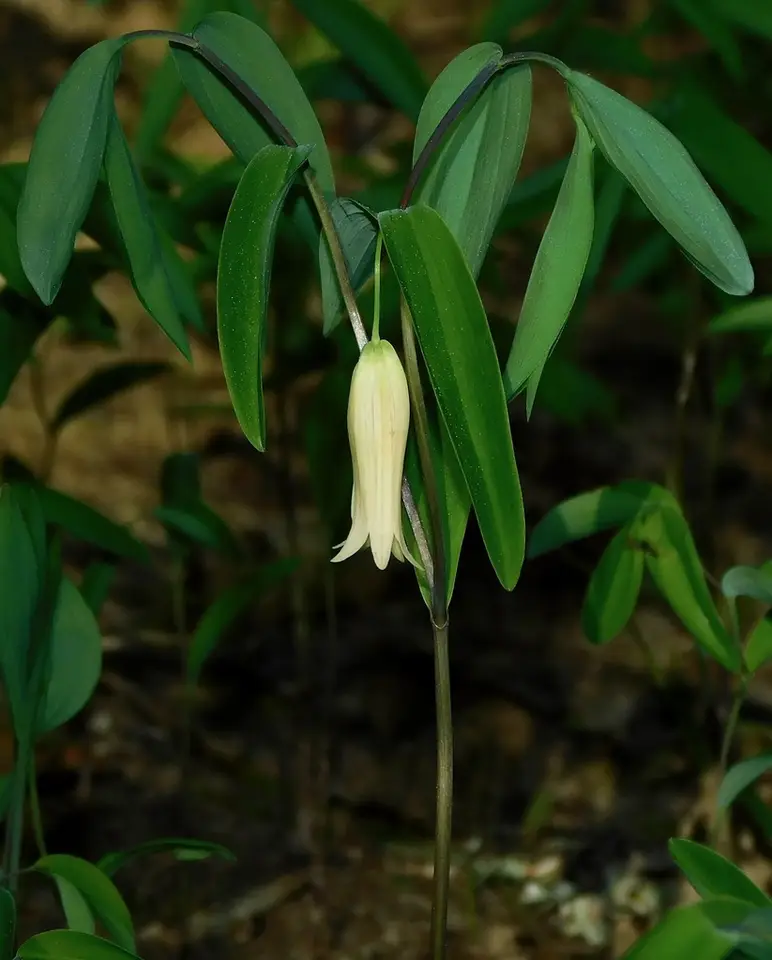 Sessile Bellwort (Uvularia sessilifolia)