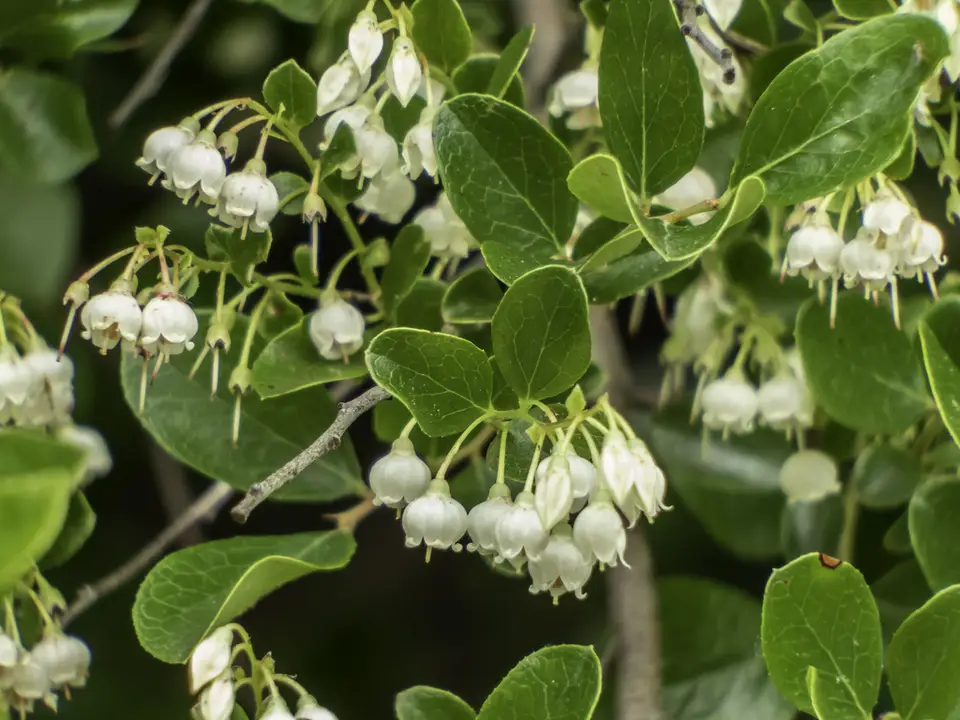 Sparkleberry (Vaccinium arboreum)