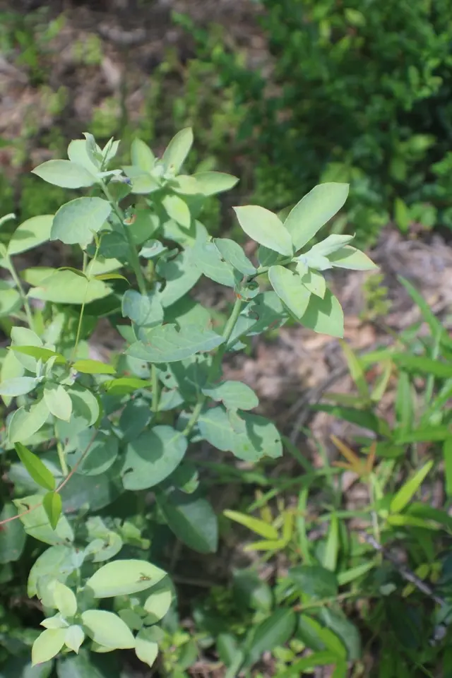 Rabbit-Eye Blueberry (Vaccinium ashei)