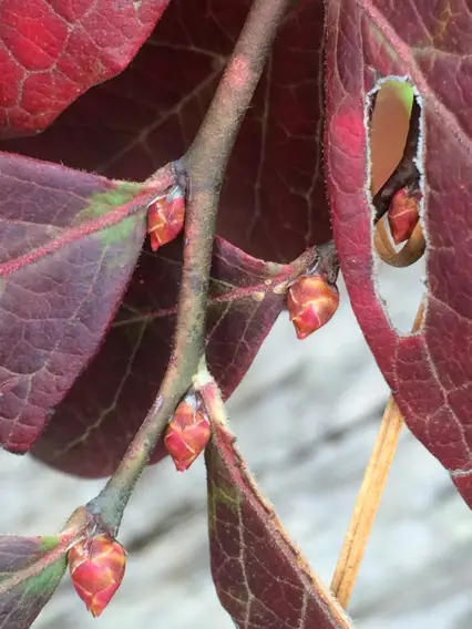 Northern Highbush Blueberry (Vaccinium corymbosum)