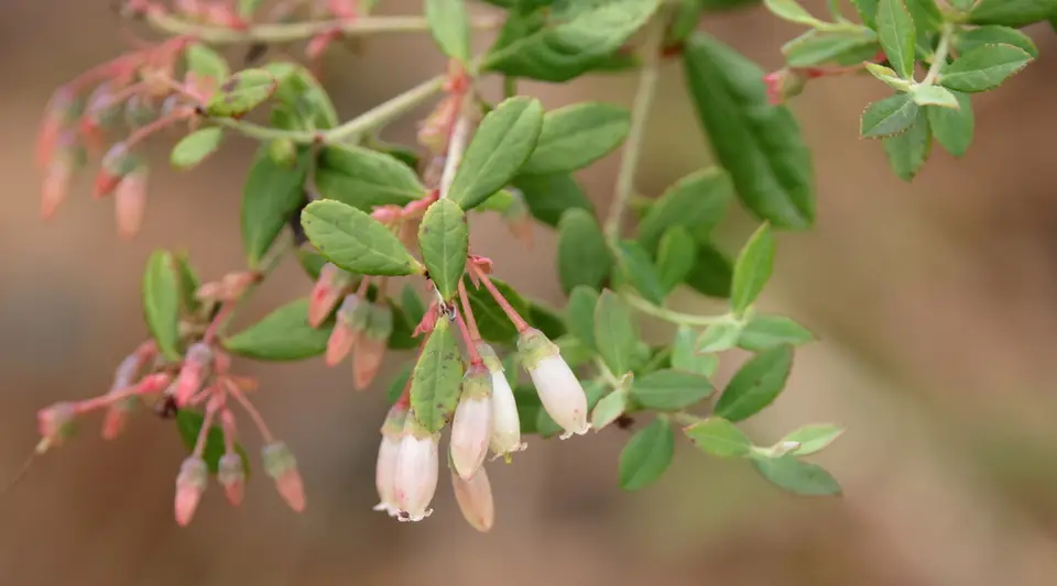 Darrow's Blueberry (Vaccinium darrowii)