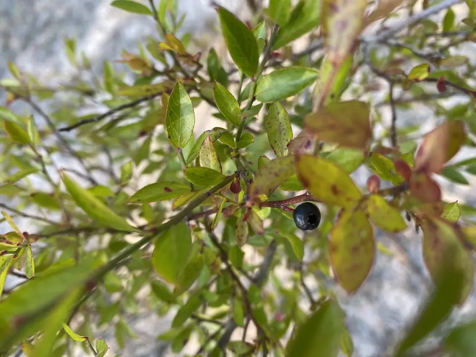 Mayberry (Vaccinium elliottii)