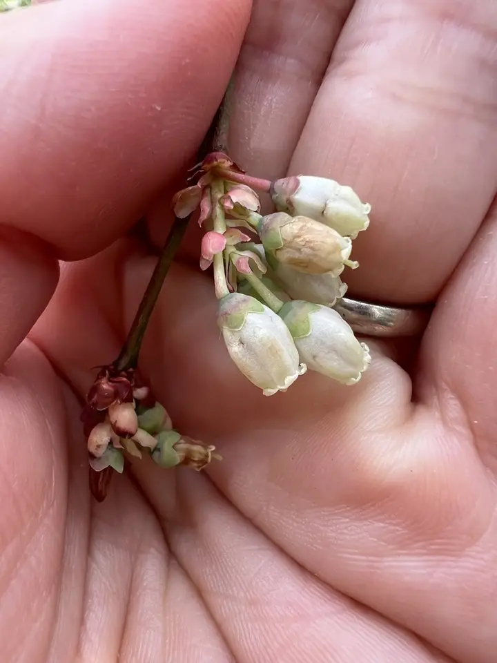 Southern Highbush Blueberry (Vaccinium formosum)
