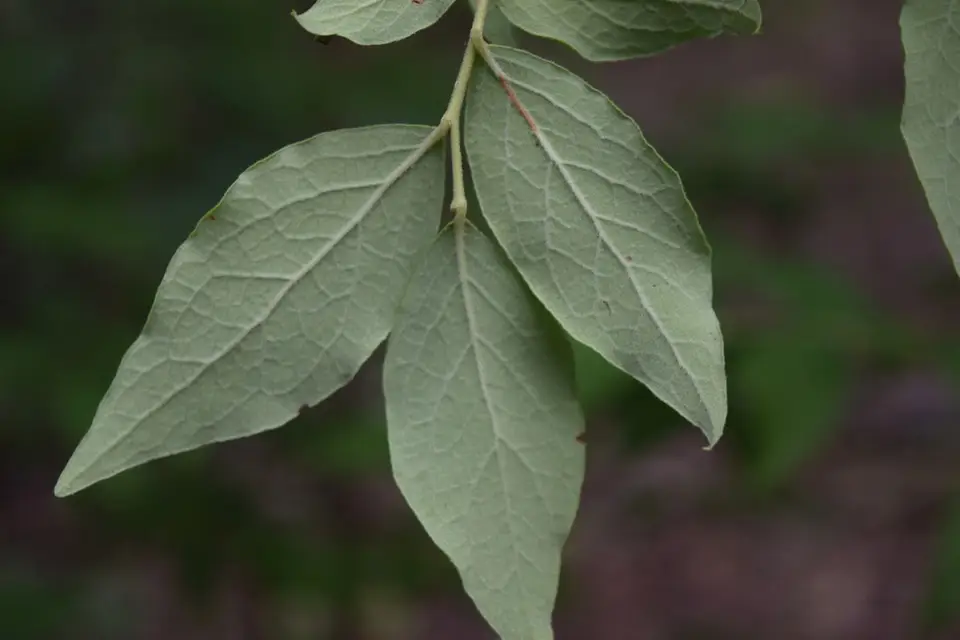 Black Highbush Blueberry (Vaccinium fuscatum)