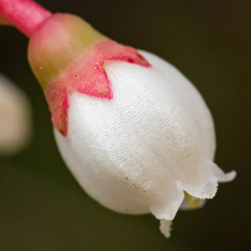 Shiny Blueberry (Vaccinium myrsinites)