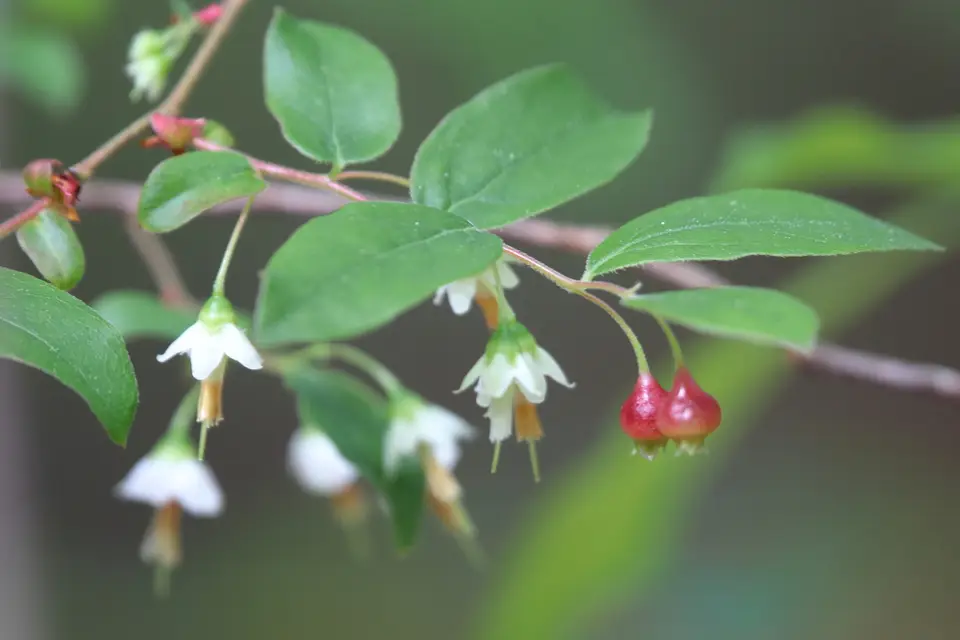 Deerberry (Vaccinium stamineum)