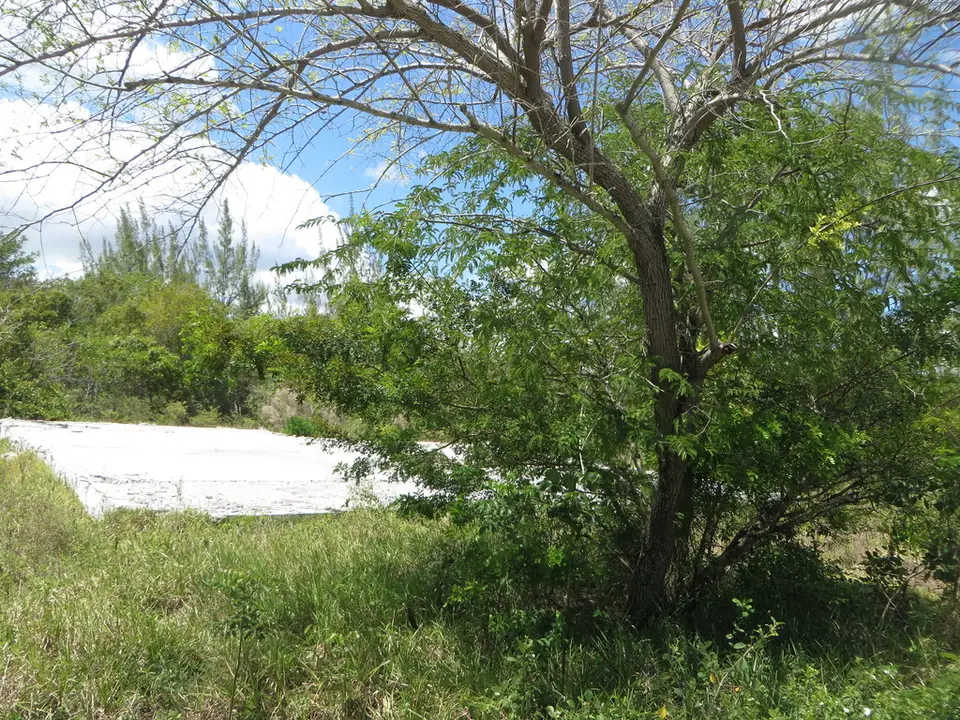 Cinnecord (Vachellia choriophylla)