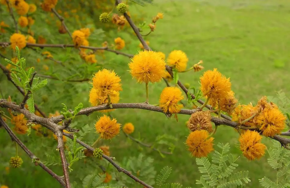 Sweet Acacia (Vachellia farnesiana)