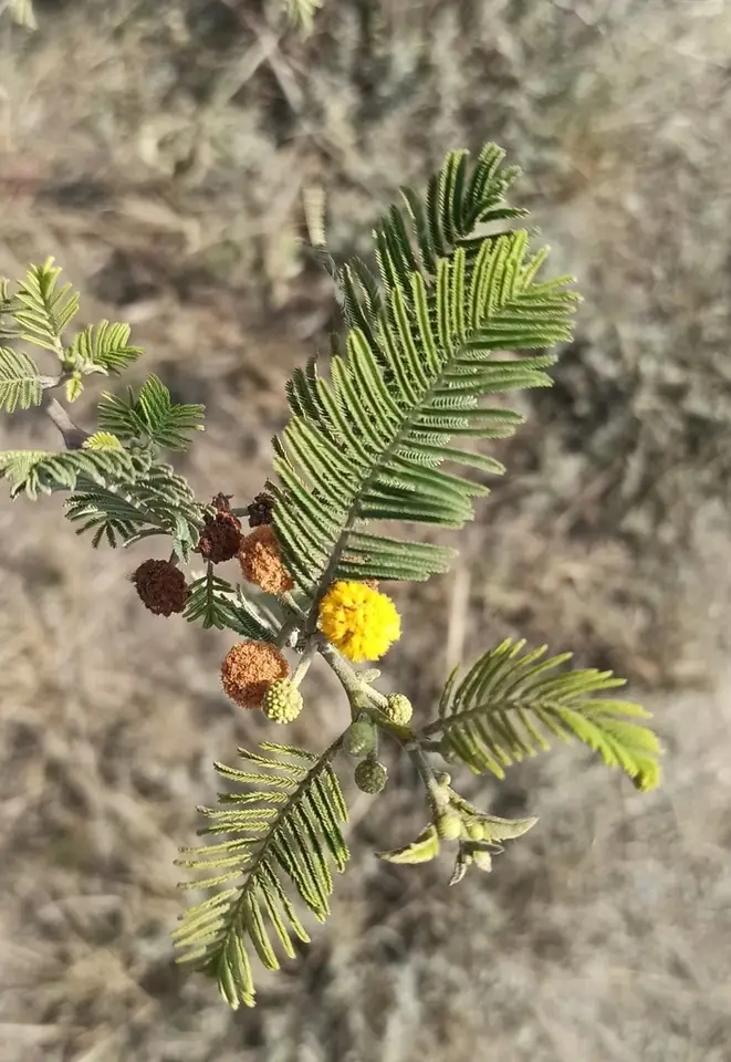 Porknut (Vachellia macracantha)