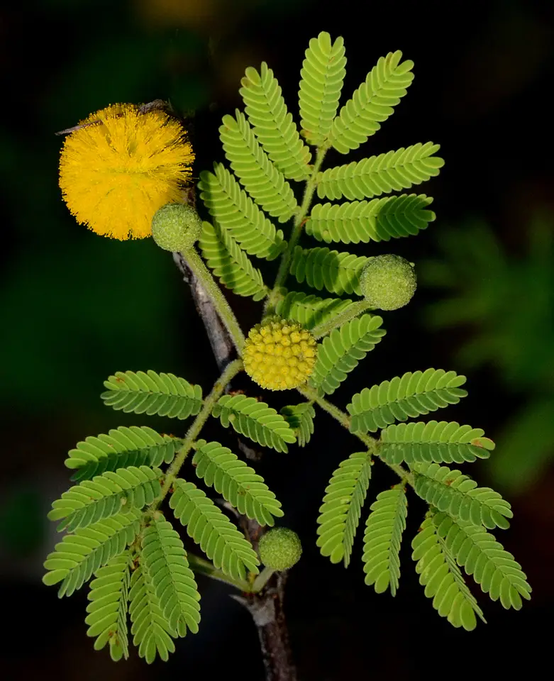Twisted Acacia (Vachellia tortuosa)