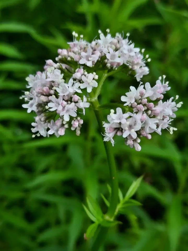 Common Valerian (Valeriana officinalis)