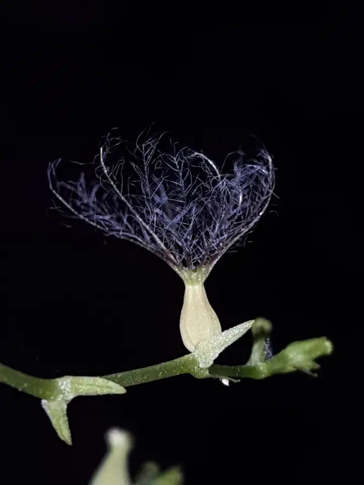 Florida Valerian (Valeriana scandens)