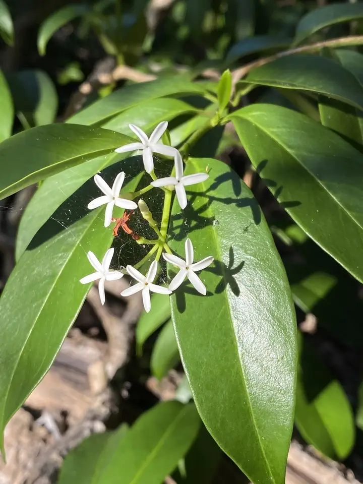 Pearlberry (Vallesia antillana)