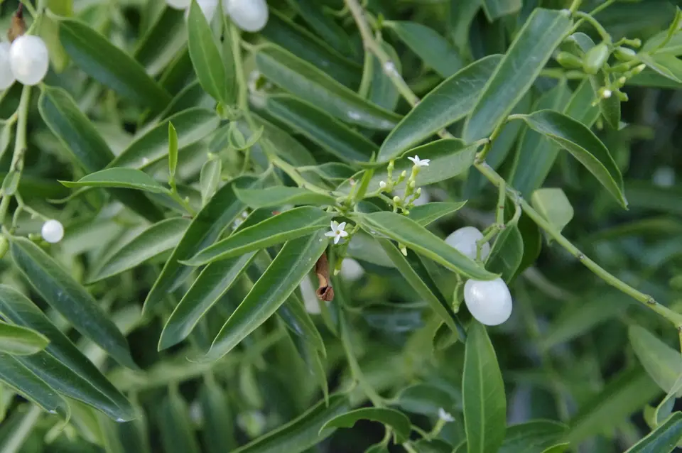 Pearlberry (Vallesia glabra)
