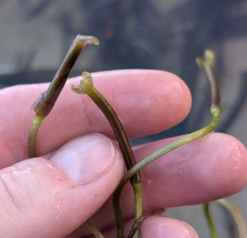 Vallisneria neotropicalis (Vallisneria neotropicalis)