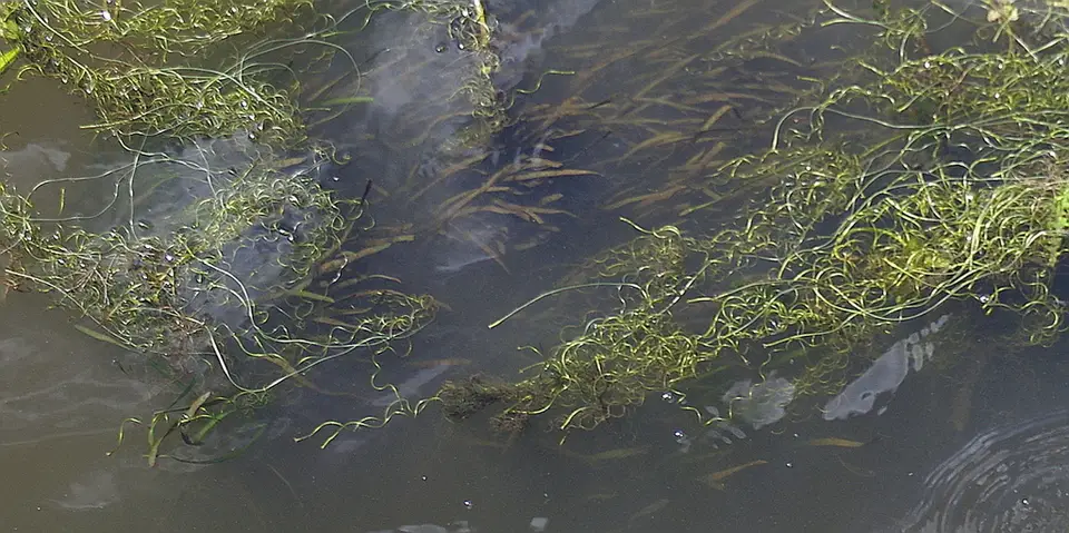 Tapegrass (Vallisneria spiralis)