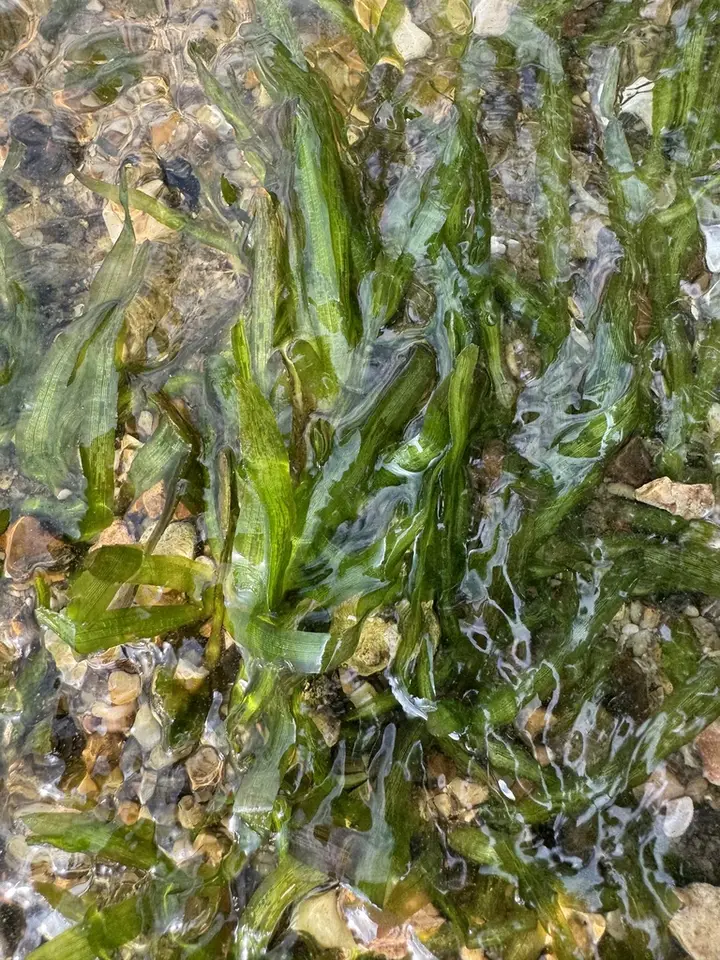Vallisneria × pseudorosulata (Vallisneria × pseudorosulata)