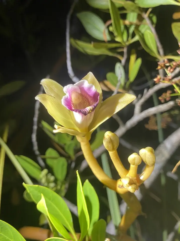 Wormvine Orchid (Vanilla barbellata)