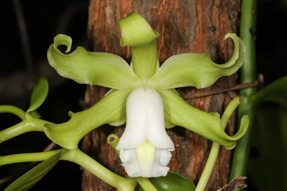Vanilla mexicana (Vanilla mexicana)