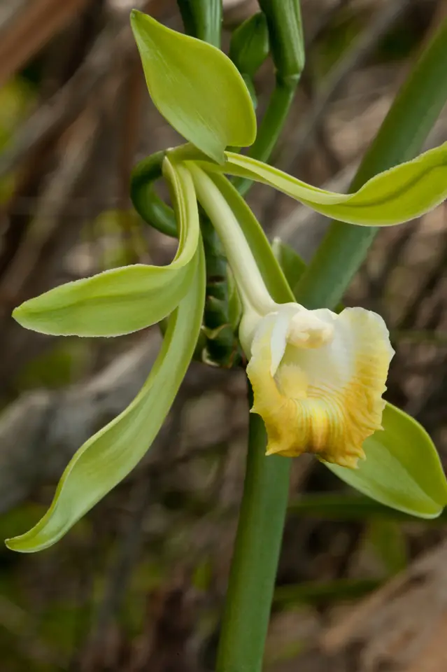 Leafy Vanilla (Vanilla phaeantha)