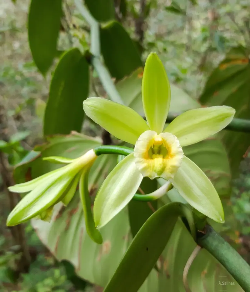 Flat-Leaved Vanilla (Vanilla planifolia)