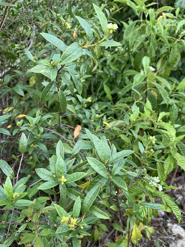 Bahama Manjack (Varronia bahamensis)