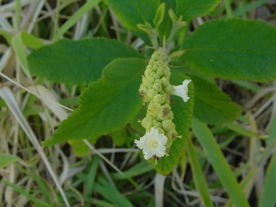 Tropical Black Sage (Varronia curassavica)