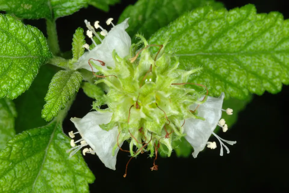 Curacao Bush (Varronia globosa)
