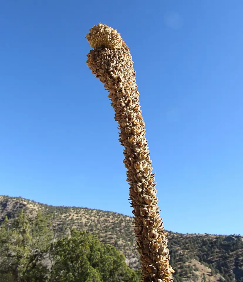 Great Mullein (Verbascum thapsus)