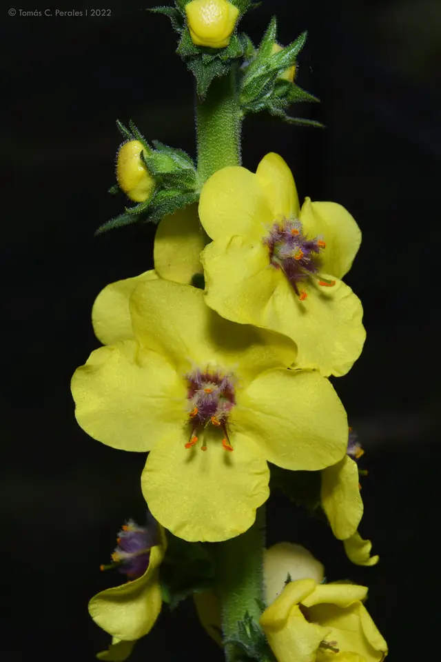 Wand Mullein (Verbascum virgatum)