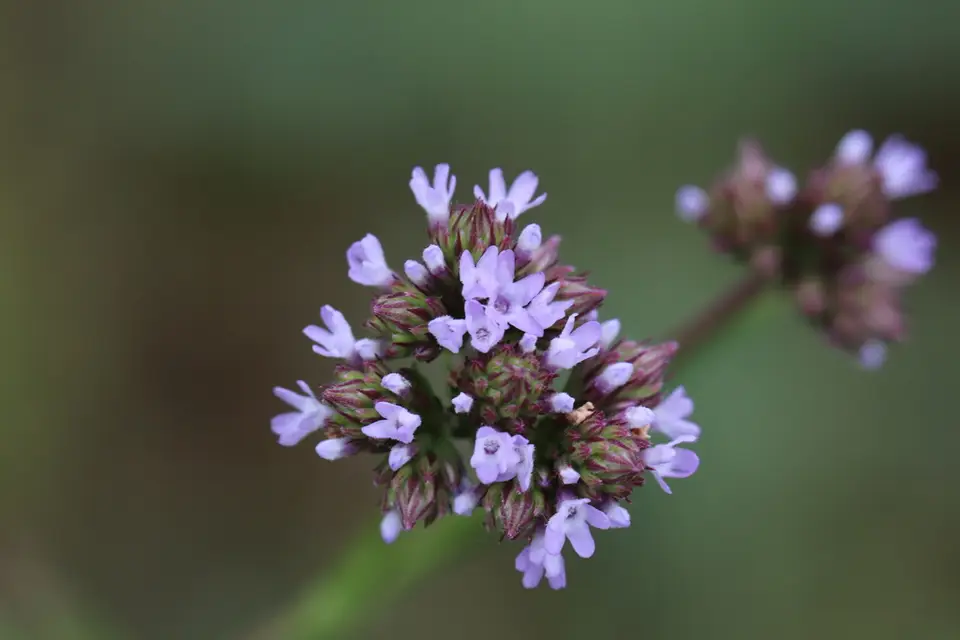Brazilian Vervain (Verbena brasiliensis)