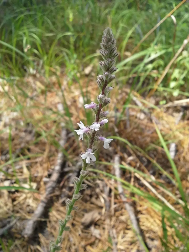 Carolina Vervain (Verbena carnea)