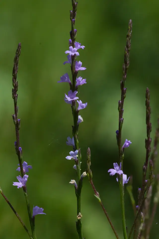 Texas Vervain (Verbena halei)