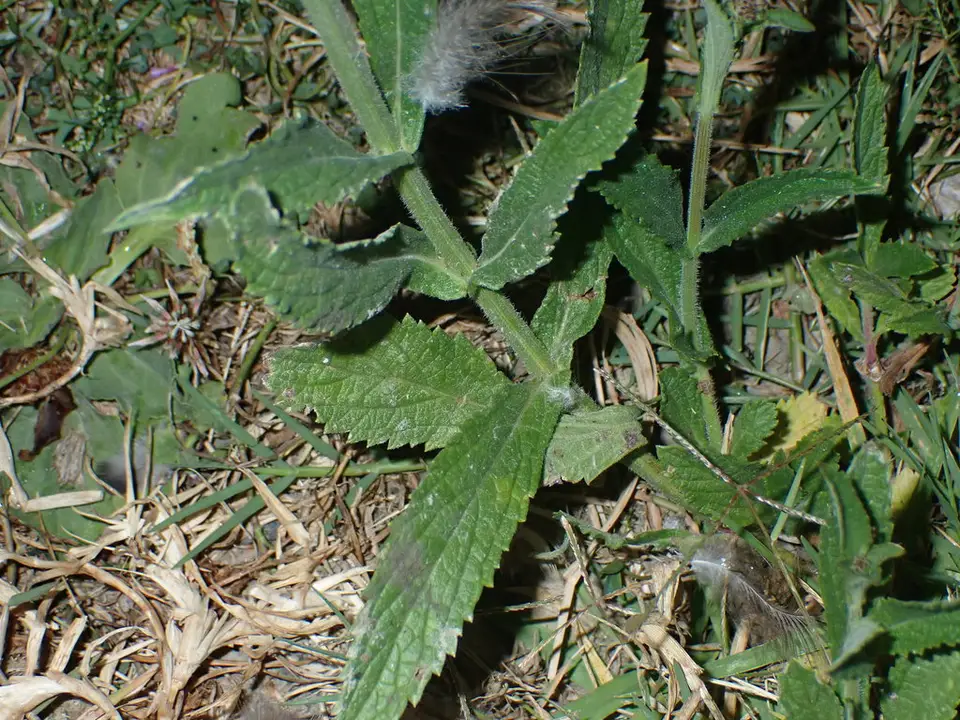 Purpletop Vervain (Verbena incompta)