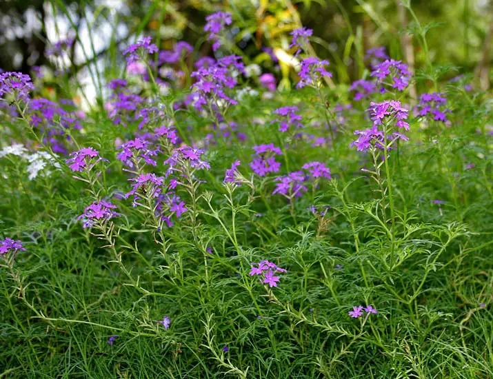 Moss Verbena (Verbena pulchella)