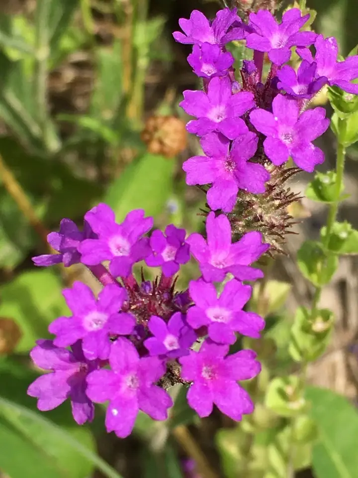 Slender Vervain (Verbena rigida)