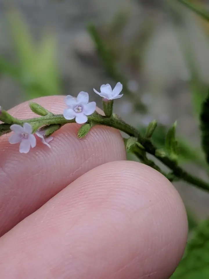 Sandpaper Vervain (Verbena scabra)
