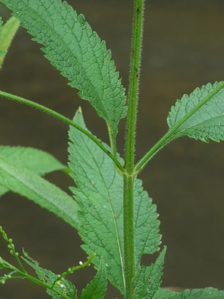 White Vervain (Verbena urticifolia)