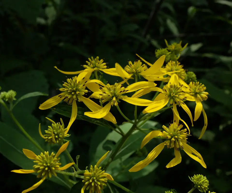 Wingstem (Verbesina alternifolia)