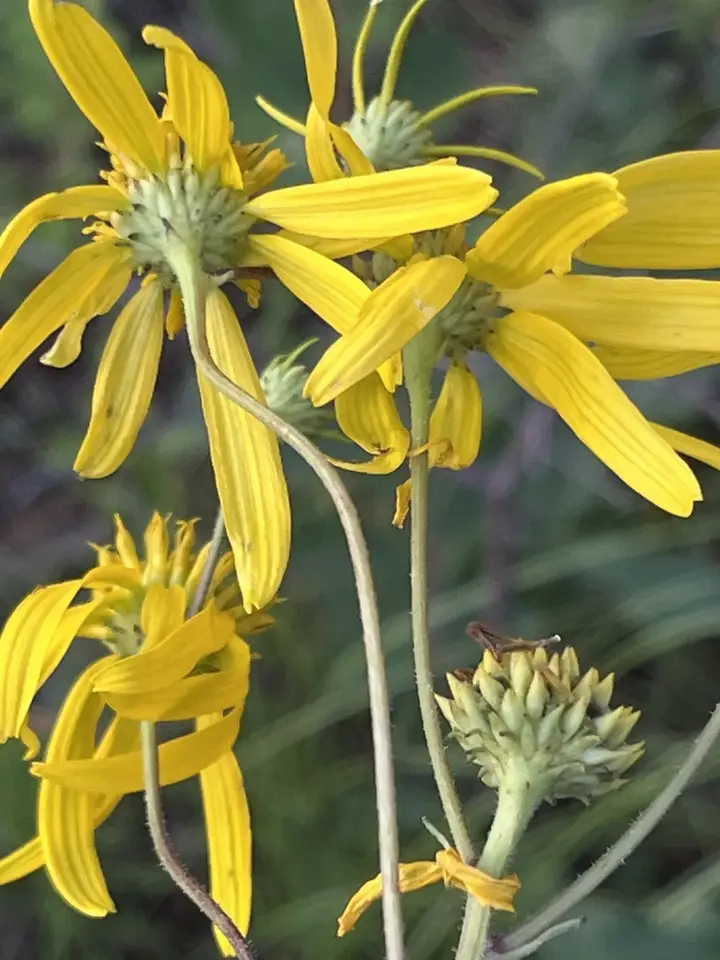 Coastal Plain Crownbeard (Verbesina aristata)