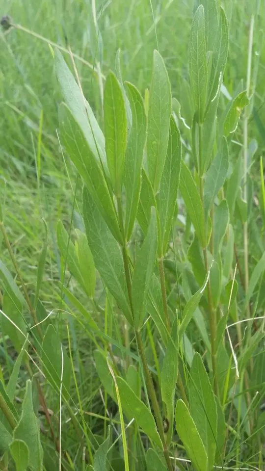 Chapman's Crownbeard (Verbesina chapmanii)