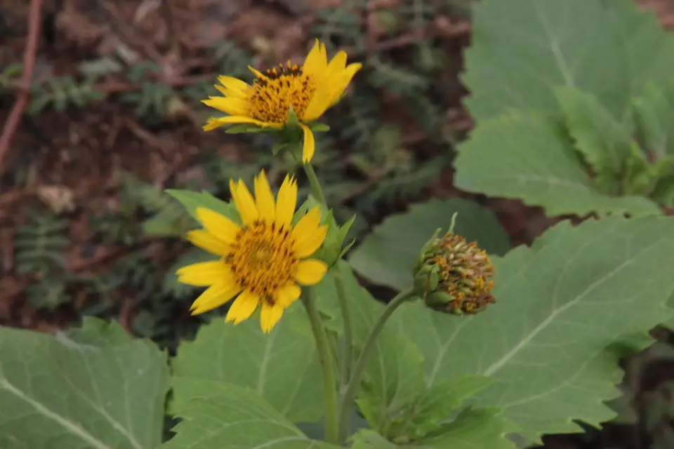 Cowpen Daisy (Verbesina encelioides)