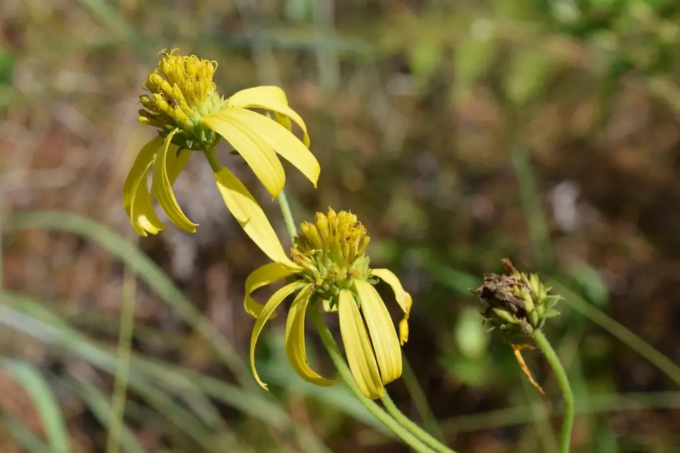 Diverseleaf Crownbeard (Verbesina heterophylla)