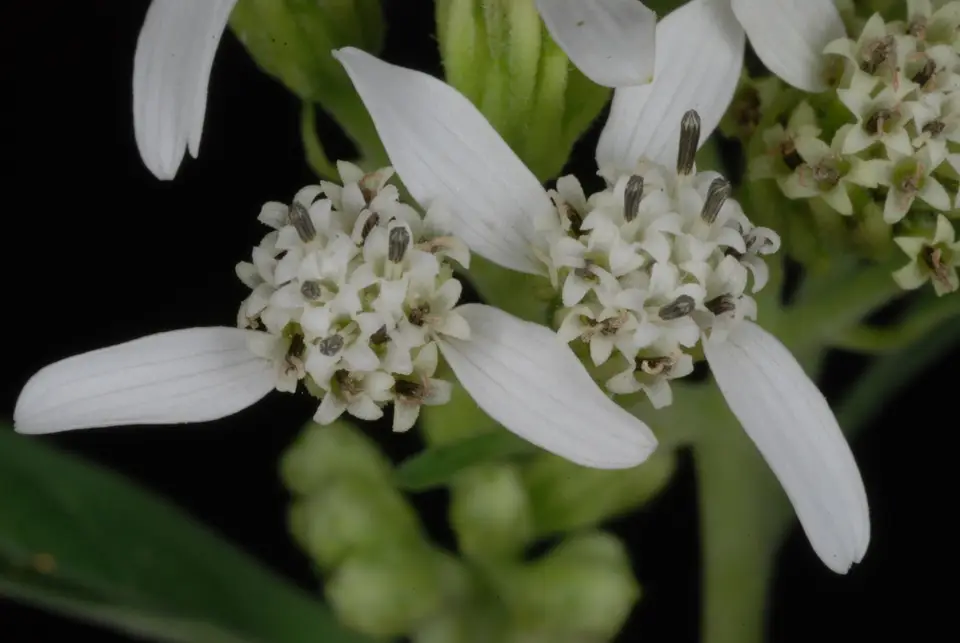White Crownbeard (Verbesina virginica)