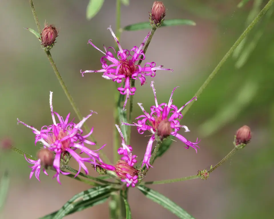 Narrow Leaf Ironweed (Vernonia angustifolia)