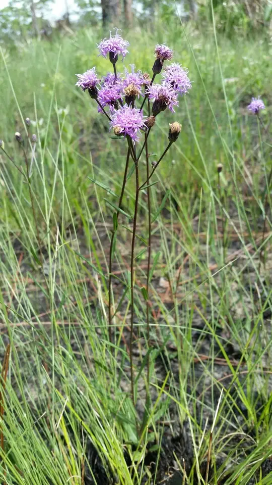 Florida Ironweed (Vernonia blodgettii)